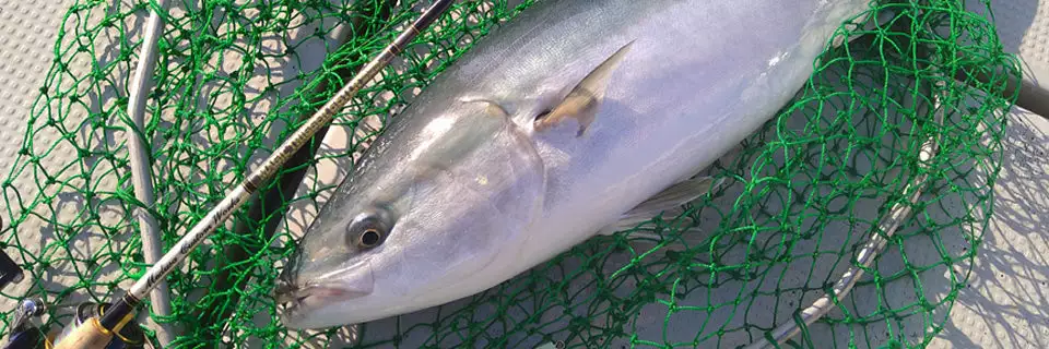 MC Works 2022 Magic Trigger 661LR SP 6 MC Works 2022 Magic Trigger 661LR SP - Image 4